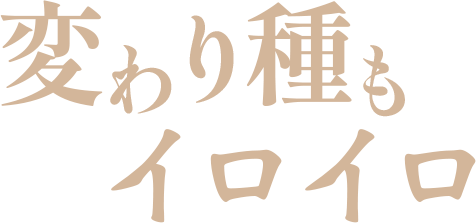 変わり種もイロイロ